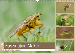 Faszination Makro – Die Welt der Insekten (Wandkalender 2019 DIN A3 quer) von Potratz,  Andrea