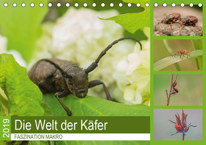 Faszination Makro – Die Welt der Käfer (Tischkalender 2019 DIN A5 quer) von Potratz,  Andrea