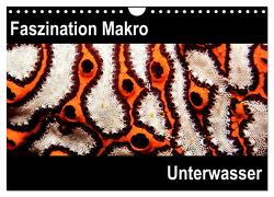 Faszination Makro Unterwasser (Wandkalender 2024 DIN A4 quer), CALVENDO Monatskalender von Bucher,  Markus