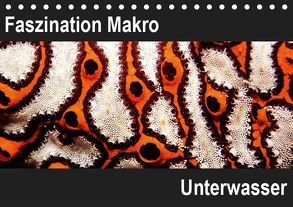 Faszination Makro UnterwasserCH-Version (Tischkalender 2019 DIN A5 quer) von Bucher,  Markus