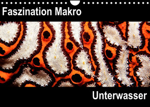 Faszination Makro UnterwasserCH-Version (Wandkalender 2022 DIN A4 quer) von Bucher,  Markus