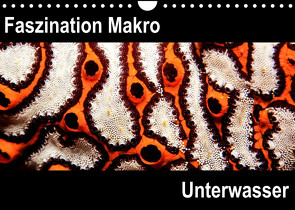 Faszination Makro UnterwasserCH-Version (Wandkalender 2023 DIN A4 quer) von Bucher,  Markus