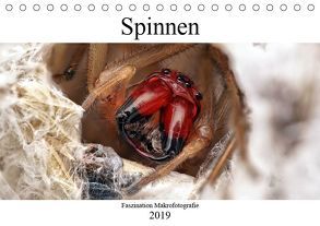 Faszination Makrofotografie: Spinnen (Tischkalender 2019 DIN A5 quer) von Mett Photography,  Alexander