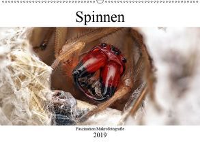 Faszination Makrofotografie: Spinnen (Wandkalender 2019 DIN A2 quer) von Mett Photography,  Alexander