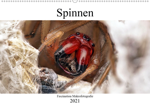 Faszination Makrofotografie: Spinnen (Wandkalender 2021 DIN A2 quer) von Mett Photography,  Alexander