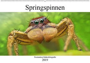 Faszination Makrofotografie: Springspinnen (Wandkalender 2019 DIN A2 quer) von Mett Photography,  Alexander