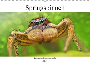 Faszination Makrofotografie: Springspinnen (Wandkalender 2021 DIN A2 quer) von Mett Photography,  Alexander