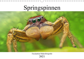 Faszination Makrofotografie: Springspinnen (Wandkalender 2021 DIN A3 quer) von Mett Photography,  Alexander