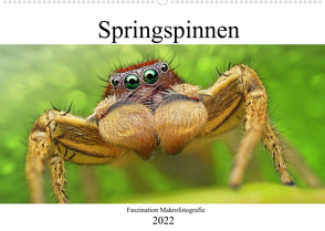 Faszination Makrofotografie: Springspinnen (Wandkalender 2022 DIN A2 quer) von Mett Photography,  Alexander
