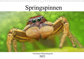 Faszination Makrofotografie: Springspinnen (Wandkalender 2022 DIN A3 quer) von Mett Photography,  Alexander