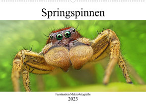 Faszination Makrofotografie: Springspinnen (Wandkalender 2023 DIN A2 quer) von Mett Photography,  Alexander