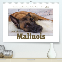 Faszination Malinois (Premium, hochwertiger DIN A2 Wandkalender 2023, Kunstdruck in Hochglanz) von Wrede,  Martina