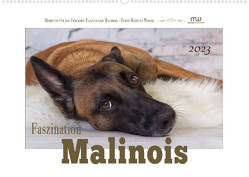Faszination Malinois (Wandkalender 2023 DIN A2 quer) von Wrede,  Martina