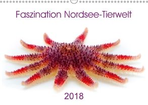 Faszination Nordsee-Tierwelt 2018 (Wandkalender 2018 DIN A3 quer) von Maywald,  Armin