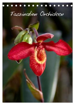 Faszination Orchideen (Tischkalender 2024 DIN A5 hoch), CALVENDO Monatskalender von Rix,  Veronika