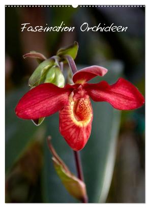 Faszination Orchideen (Wandkalender 2024 DIN A2 hoch), CALVENDO Monatskalender von Rix,  Veronika