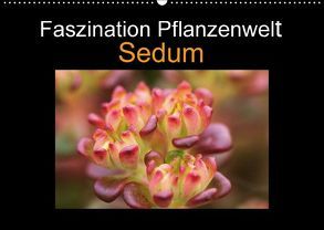 Faszination Pflanzenwelt – Sedum (Wandkalender 2018 DIN A2 quer) von Rix,  Veronika