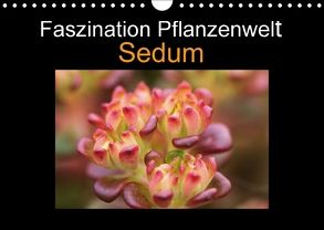 Faszination Pflanzenwelt – Sedum (Wandkalender 2018 DIN A4 quer) von Rix,  Veronika