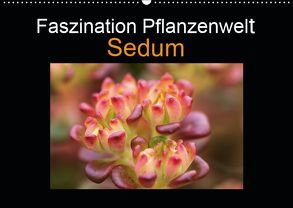 Faszination Pflanzenwelt – Sedum (Wandkalender 2019 DIN A2 quer) von Rix,  Veronika