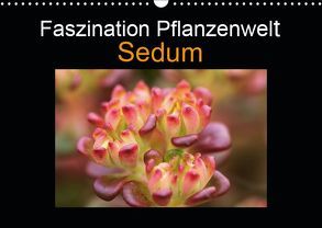 Faszination Pflanzenwelt – Sedum (Wandkalender 2019 DIN A3 quer) von Rix,  Veronika