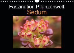 Faszination Pflanzenwelt – Sedum (Wandkalender 2019 DIN A4 quer) von Rix,  Veronika