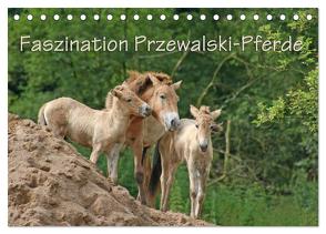 Faszination Przewalski-Pferde (Tischkalender 2024 DIN A5 quer), CALVENDO Monatskalender von Lindert-Rottke,  Antje