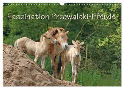 Faszination Przewalski-Pferde (Wandkalender 2024 DIN A3 quer), CALVENDO Monatskalender von Lindert-Rottke,  Antje