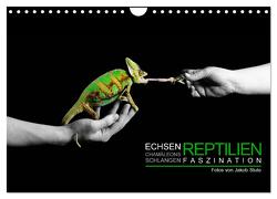 Faszination Reptilien (Wandkalender 2024 DIN A4 quer), CALVENDO Monatskalender von Photo - Jakob Stute,  Stute