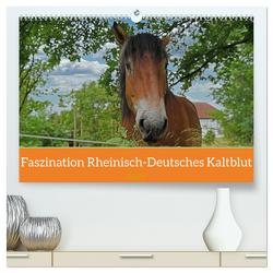 Faszination Rheinisch-Deutsches Kaltblut (hochwertiger Premium Wandkalender 2024 DIN A2 quer), Kunstdruck in Hochglanz von Paul - Babett's Bildergalerie,  Babett