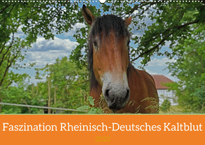 Faszination Rheinisch-Deutsches Kaltblut (Wandkalender 2023 DIN A2 quer) von Paul - Babett's Bildergalerie,  Babett
