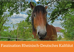 Faszination Rheinisch-Deutsches Kaltblut (Wandkalender 2023 DIN A3 quer) von Paul - Babett's Bildergalerie,  Babett