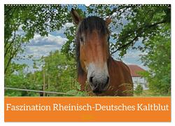 Faszination Rheinisch-Deutsches Kaltblut (Wandkalender 2024 DIN A2 quer), CALVENDO Monatskalender von Paul - Babett's Bildergalerie,  Babett