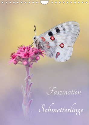 Faszination Schmetterlinge (Wandkalender 2023 DIN A4 hoch) von Kraschl,  Marion