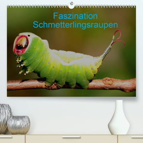 Faszination Schmetterlingsraupen (Premium, hochwertiger DIN A2 Wandkalender 2021, Kunstdruck in Hochglanz) von Erlwein,  Winfried