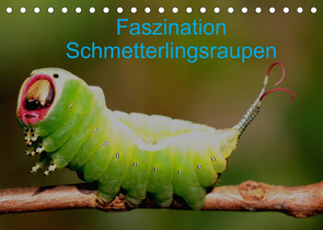 Faszination Schmetterlingsraupen (Tischkalender 2023 DIN A5 quer) von Erlwein,  Winfried