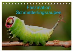 Faszination Schmetterlingsraupen (Tischkalender 2024 DIN A5 quer), CALVENDO Monatskalender von Erlwein,  Winfried