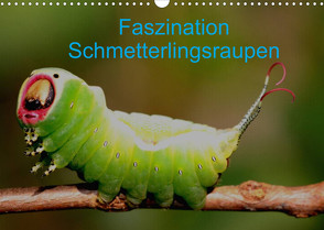 Faszination Schmetterlingsraupen (Wandkalender 2022 DIN A3 quer) von Erlwein,  Winfried
