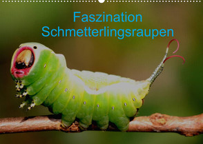 Faszination Schmetterlingsraupen (Wandkalender 2023 DIN A2 quer) von Erlwein,  Winfried