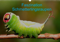 Faszination Schmetterlingsraupen (Wandkalender 2023 DIN A3 quer) von Erlwein,  Winfried