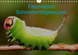Faszination Schmetterlingsraupen (Wandkalender 2023 DIN A4 quer) von Erlwein,  Winfried