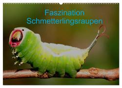 Faszination Schmetterlingsraupen (Wandkalender 2024 DIN A2 quer), CALVENDO Monatskalender von Erlwein,  Winfried