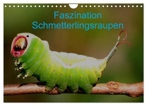 Faszination Schmetterlingsraupen (Wandkalender 2024 DIN A4 quer), CALVENDO Monatskalender von Erlwein,  Winfried