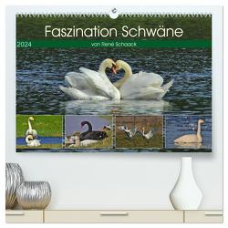 Faszination Schwäne (hochwertiger Premium Wandkalender 2024 DIN A2 quer), Kunstdruck in Hochglanz von Schaack,  René