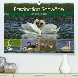 Faszination Schwäne (Premium, hochwertiger DIN A2 Wandkalender 2023, Kunstdruck in Hochglanz) von Schaack,  René
