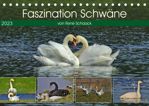Faszination Schwäne (Tischkalender 2023 DIN A5 quer) von Schaack,  René