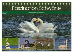 Faszination Schwäne (Tischkalender 2024 DIN A5 quer), CALVENDO Monatskalender von Schaack,  René