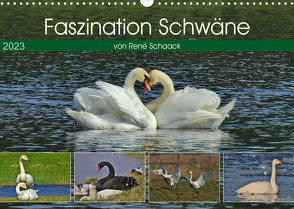Faszination Schwäne (Wandkalender 2023 DIN A3 quer) von Schaack,  René