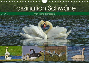 Faszination Schwäne (Wandkalender 2023 DIN A4 quer) von Schaack,  René