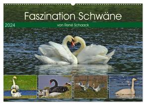Faszination Schwäne (Wandkalender 2024 DIN A2 quer), CALVENDO Monatskalender von Schaack,  René