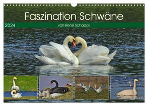 Faszination Schwäne (Wandkalender 2024 DIN A3 quer), CALVENDO Monatskalender von Schaack,  René